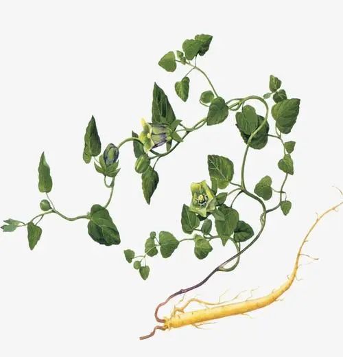 Effects and Contraindications of Codonopsis (Dang Shen) in Traditional Chinese Medicine