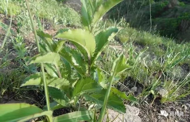 High-Yield Cultivation Techniques for Atractylodes (Cang Zhu)