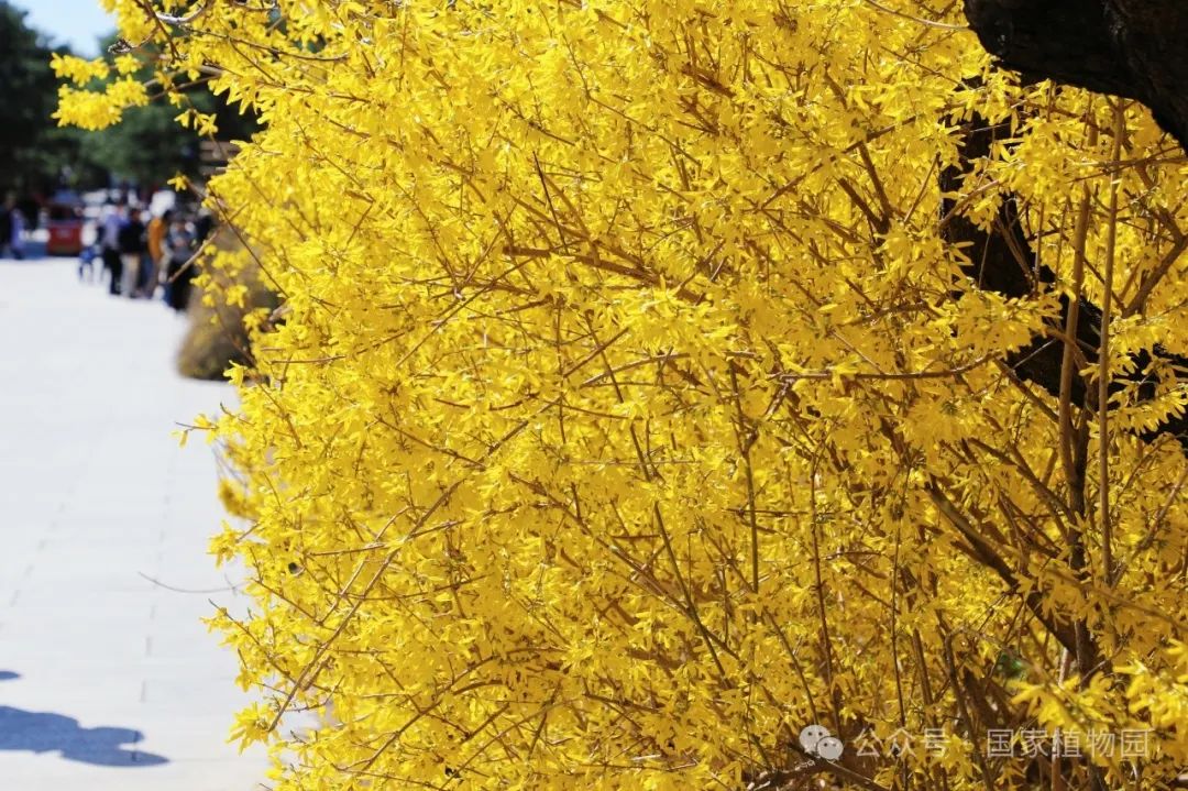 Spring or Forsythia? Distinguishing Their True Appearance