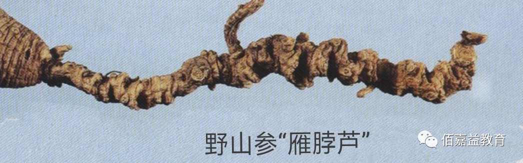 How to Distinguish Genuine from Fake Ginseng
