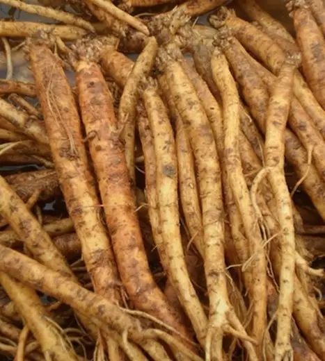 The Functions and Efficacy of Dang Shen: Tonifying Qi, Strengthening the Spleen and Lungs, Nourishing Blood and Generating Fluids