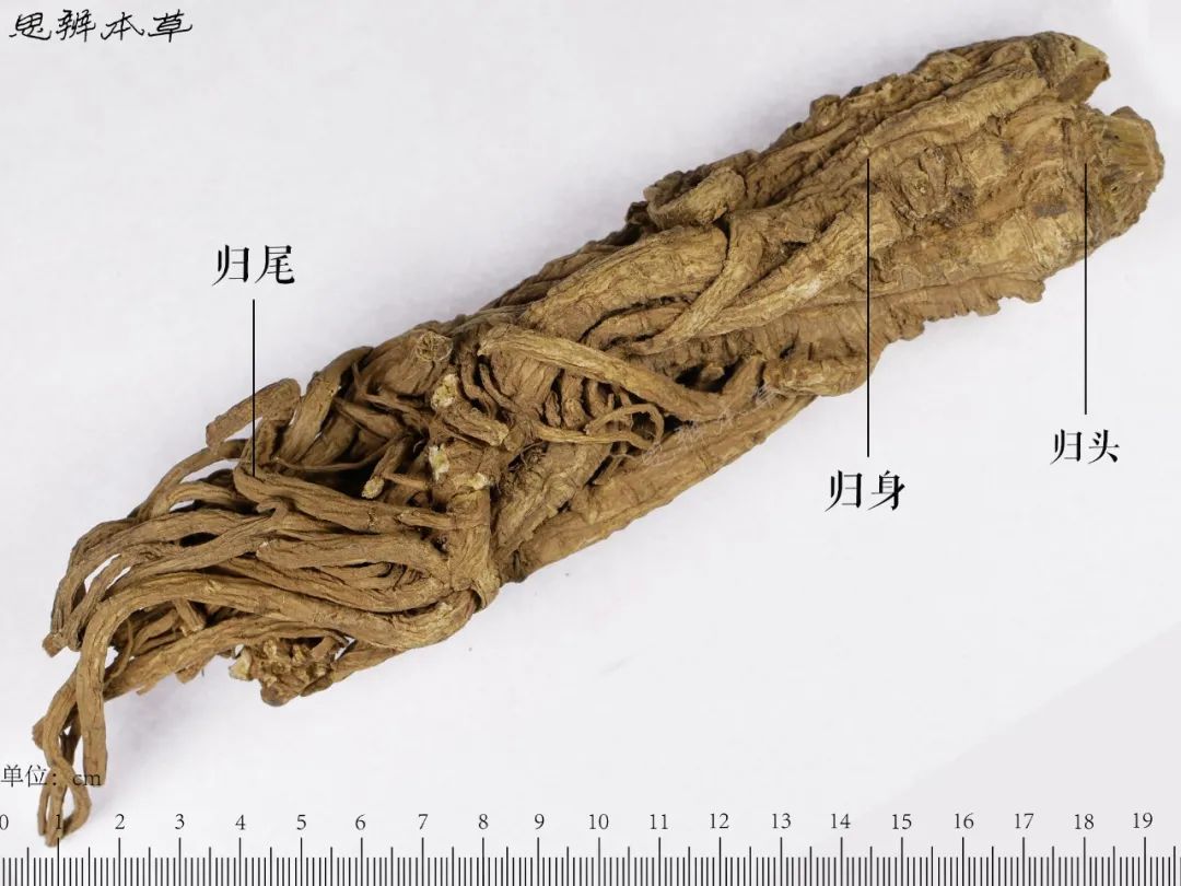 Angelica Sinensis | The Sacred Herb of Blood Restoration