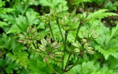 Traditional Chinese Medicine Herb: Huang Lian (Coptis chinensis)