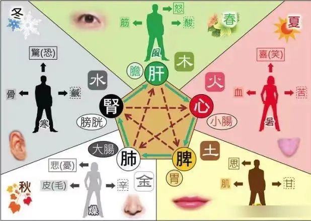 Mnemonic Summary of the Functions of the Five Zang and Six Fu Organs