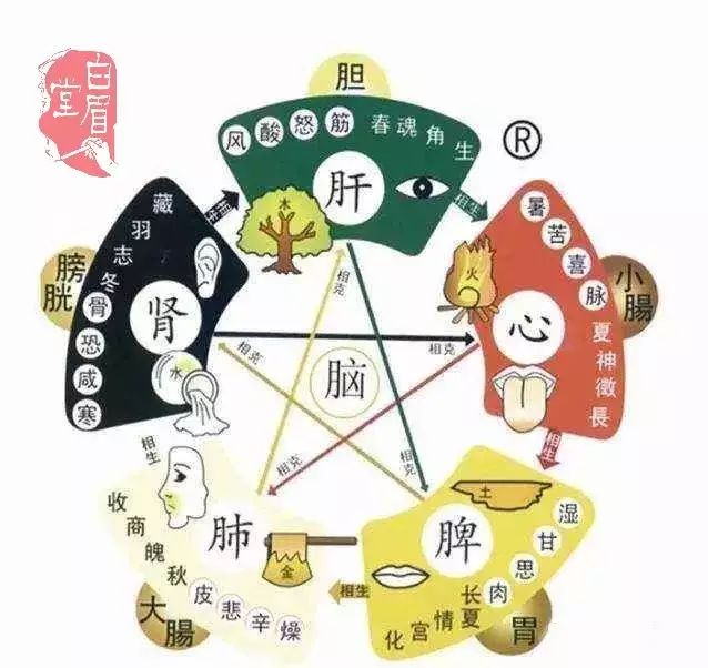The Functionality of the Six Fu Organs in Traditional Chinese Medicine