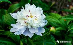 Bai Shao (White Peony) - A Common Chinese Herb