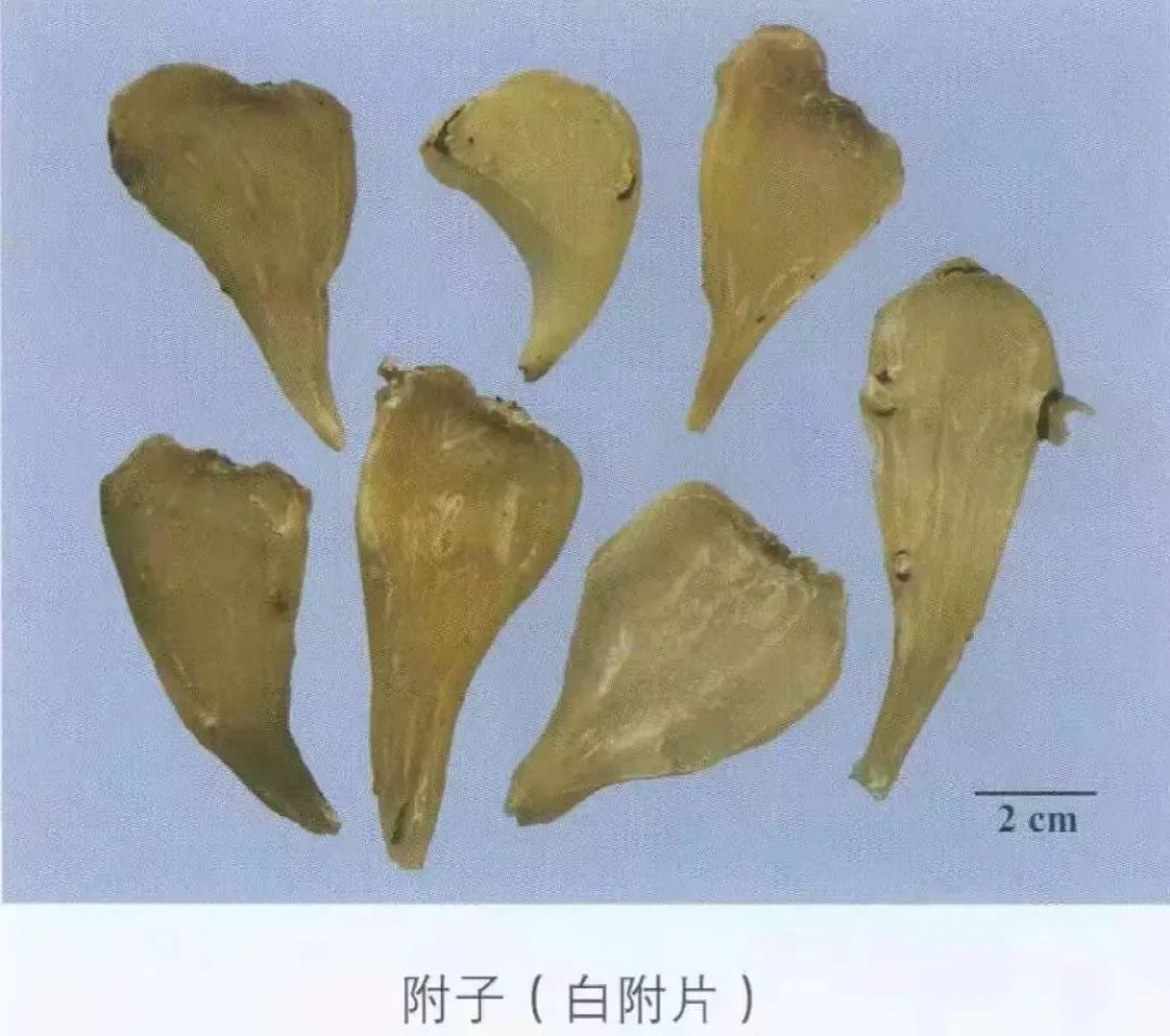 Weekly Herb - Fu Zi (Aconite)