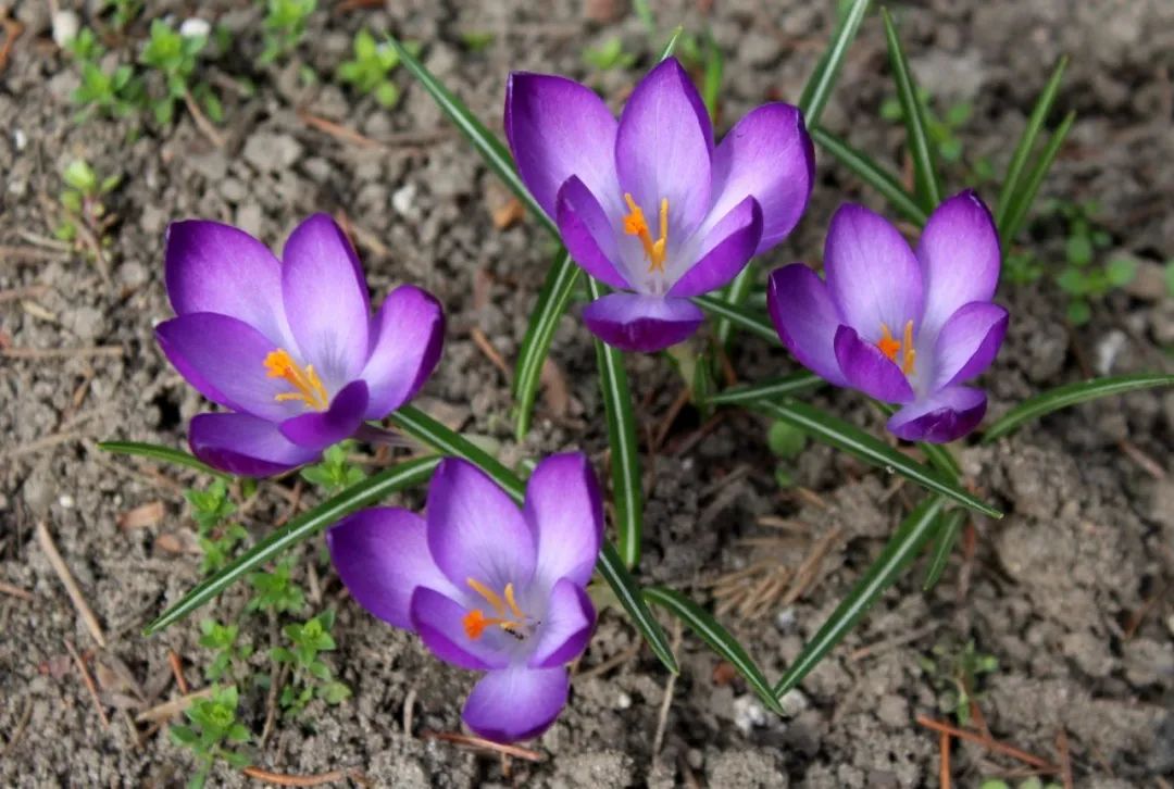 Distinguishing Between Honghua (Safflower) and Zanghonghua (Saffron) in Traditional Chinese Medicine