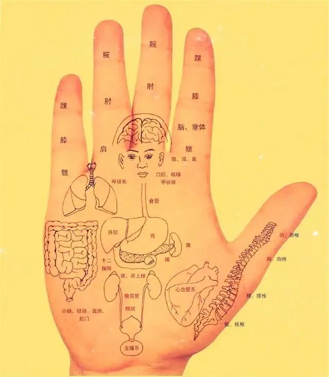 Comprehensive Guide to Observation Diagnosis in TCM: Understanding Shen, Head and Face, Lips, and Tongue Coating