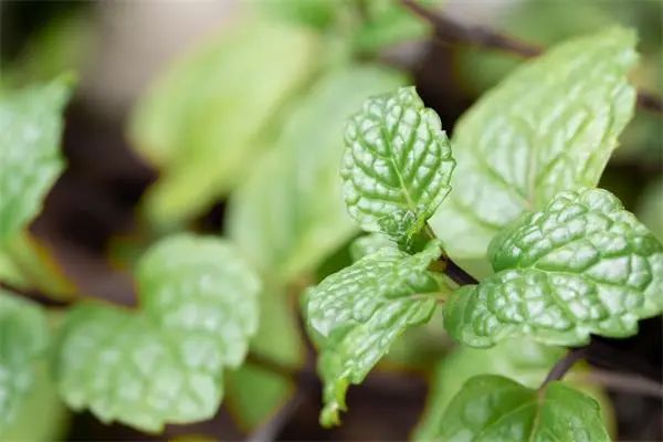 8 Common Chinese Herbs for Clearing Heat and Detoxification: The Divine Medicine