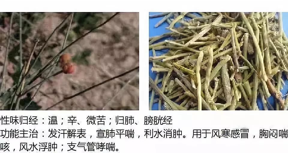 Illustrated Guide to Over 500 Chinese Medicinal Herbs (Including Therapeutic Effects)