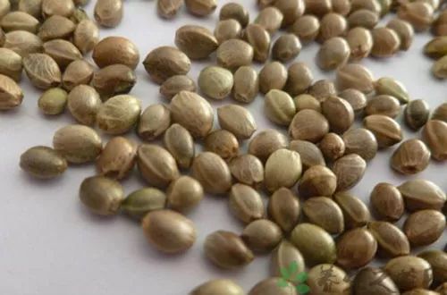 The Efficacy and Functions of Huoma Ren: Blood Deficiency and Fluid Deficiency, Dry Intestines and Constipation