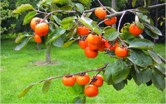 Diet for Kidney Yang Deficiency