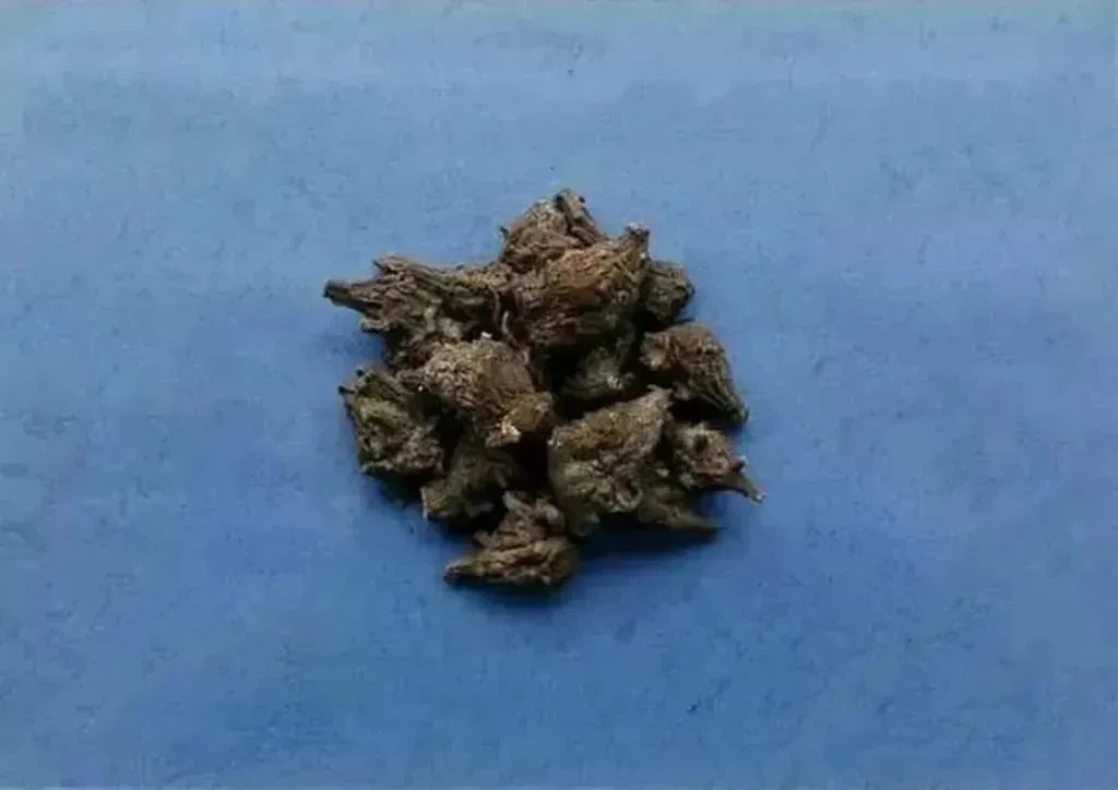 Understanding the Types of Fuzi (Aconite)