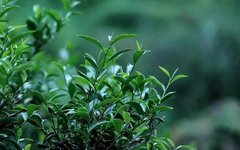 The Enduring Charm of Wuyi Rock Tea's Star: Wuyi Rougui