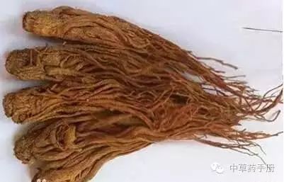 The Efficacy and Functions of Angelica Sinensis (Dang Gui)