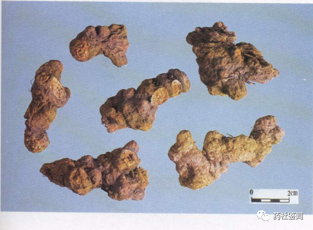 Traditional Chinese Medicine Herb - Cangzhu (Atractylodes)