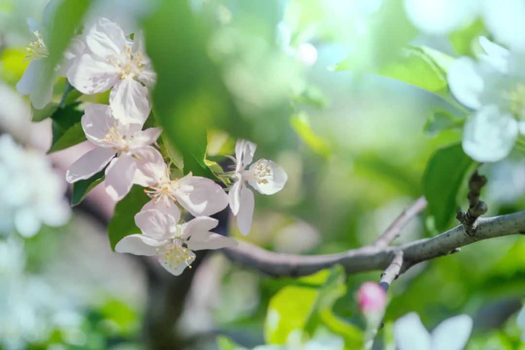 Spring Equinox: A Time for Balancing Yin and Yang, Harmonizing Qi and Blood