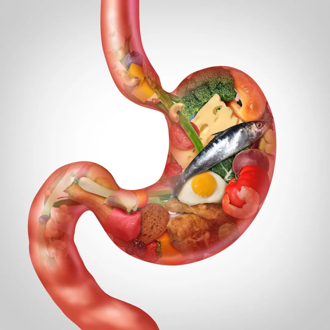 Effects and Contraindications of Shudi Huang (Rehmannia Glutinosa)
