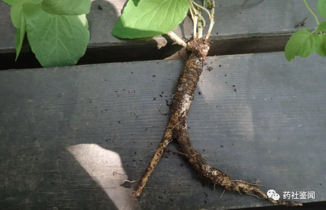 Traditional Chinese Medicine Herb - Dangshen (Codonopsis)