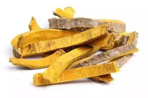 Atractylodes: A Powerful Herb for Dampness, Spleen Health, and Wind-Damp Relief