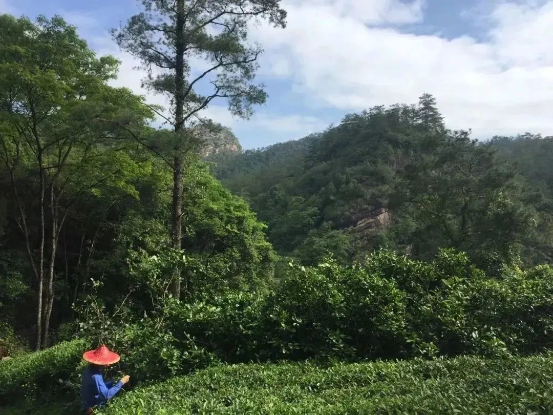 The Aromatic Power of Cinnamon in Wuyi Rock Tea