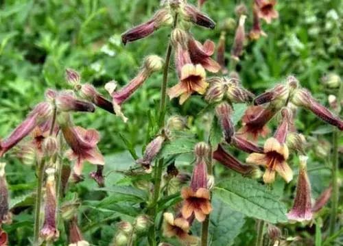 A Comprehensive Overview of Shudi Huang (Rehmannia Glutinosa)