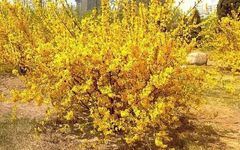 Knowledge of Chinese Herbal Medicine: Lian Qiao (Forsythia)