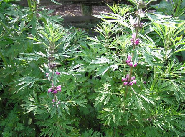 A Comprehensive Guide to 50 Common Medicinal Herbs in Rural China