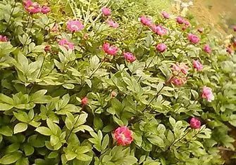 Bai Shao (White Peony) - A Comprehensive Overview