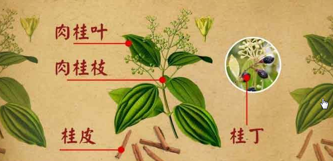 The Efficacy and Functions of Cinnamon in Traditional Chinese Medicine