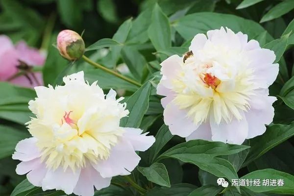 Daily Study of a Chinese Herb: Bai Shao (White Peony)
