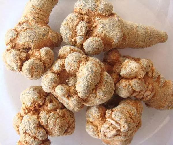 Dan Shen (Salvia miltiorrhiza) – Usage and Benefits