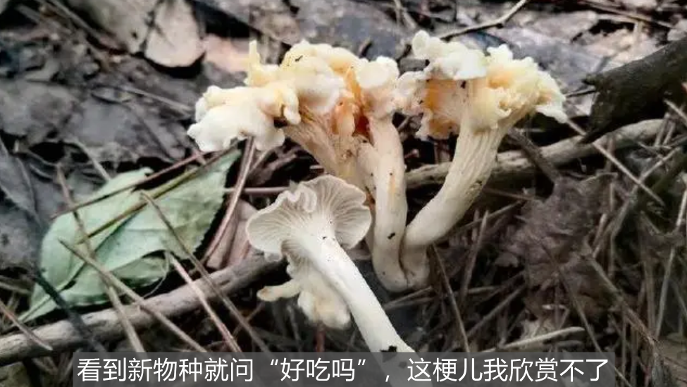 The Penalty for Adding Codonopsis to Chicken Soup: How to Regulate 'Food and Medicine Homology'?
