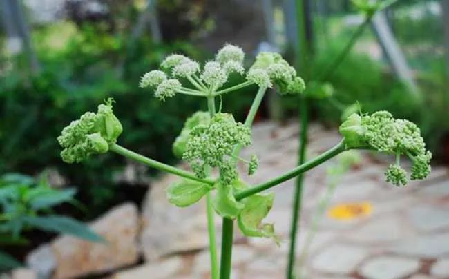 The Efficacy of Angelica Sinensis (Dong Quai)