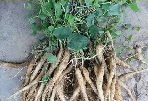 The Functions and Efficacy of Dang Shen: Tonifying Qi, Strengthening the Spleen and Lungs, Nourishing Blood and Generating Fluids