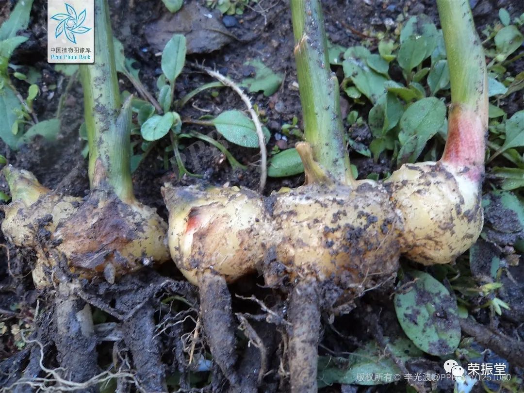 A Detailed Discussion on Chinese Medicine | Dried Ginger