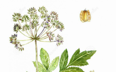 The Herbal Record | The Treasure of Women in the Ten Directions