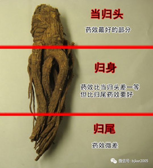 The Benefits and Uses of Angelica Sinensis (Dong Quai) in Traditional Chinese Medicine