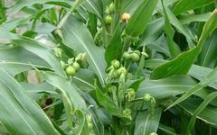 Diuretic and Edema-Reducing Herbs