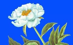 Traditional Chinese Medicine Herb: Bai Shao (White Peony)