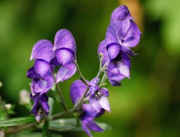 Aconite (Fu Zi) - Properties, Uses, and Preparation in Traditional Chinese Medicine