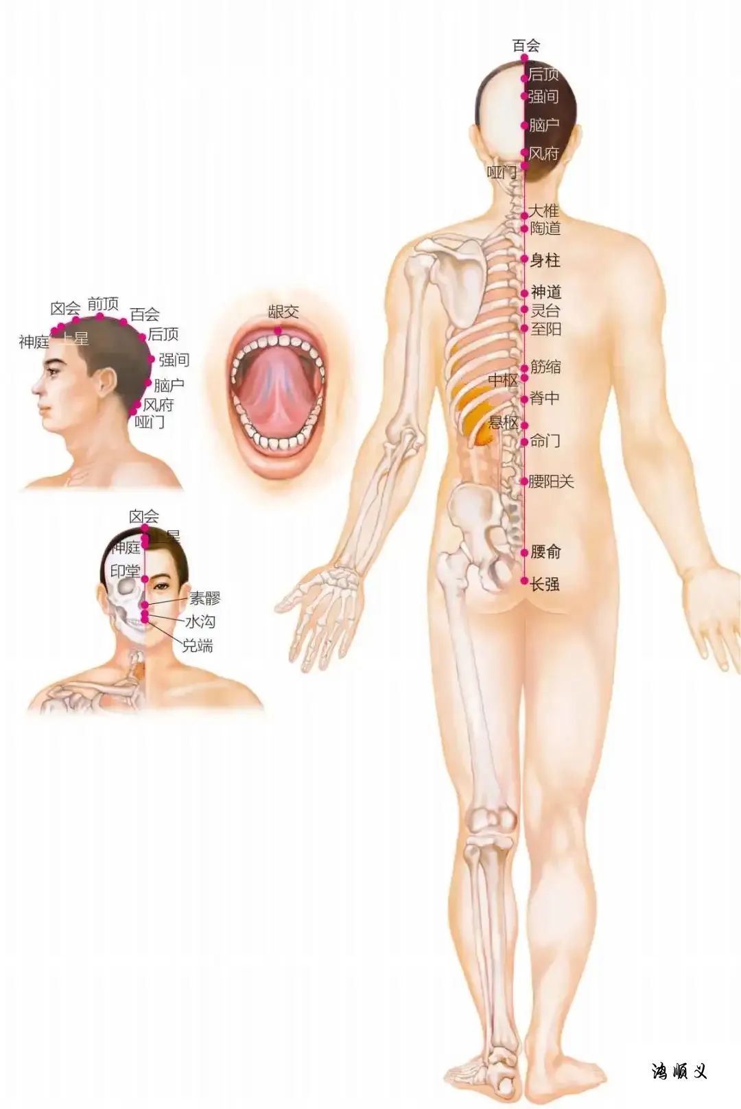 The Governing Vessel: Pathways and Clinical Applications