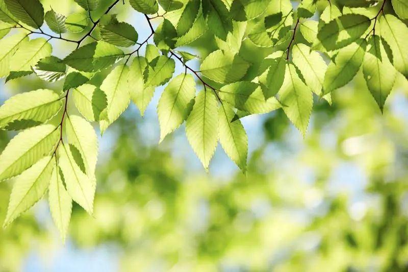 Health and Nutrition | How to Determine Your Yin Deficiency Constitution?