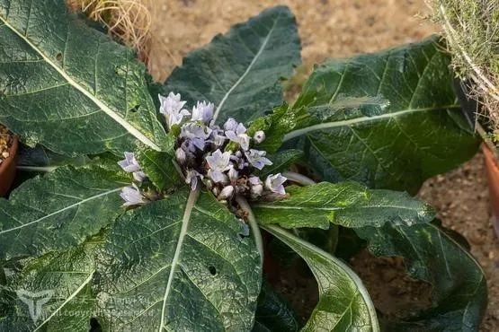 The Roots of Human-Like Plants: Not Just Ginseng, but Also the Old Poisonous Ones
