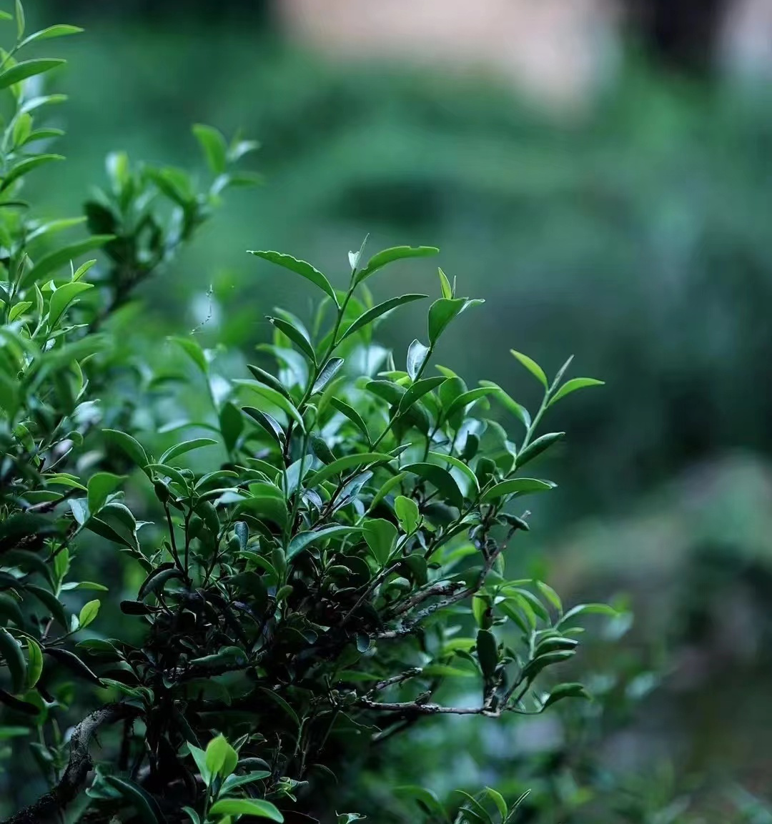The Enduring Charm of Wuyi Rock Tea's Star: Wuyi Rougui