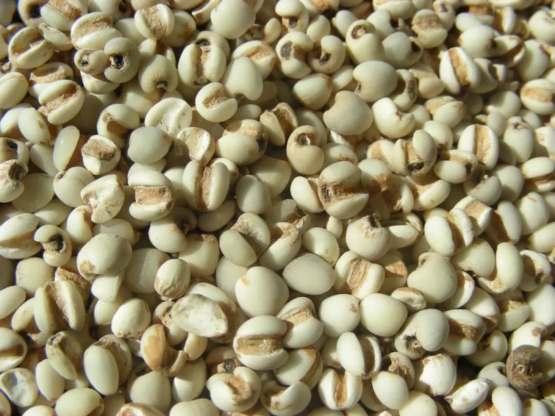 The Benefits of Coix Seed: Awakening the Spleen and Transforming Dampness