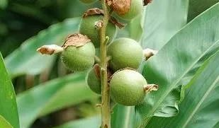 Traditional Chinese Medicine: The Efficacy and Identification of Honghua (Safflower)