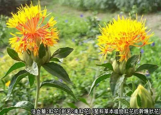 Traditional Chinese Medicine: Safflower (Honghua)