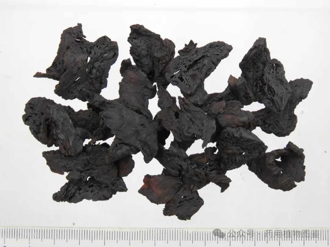 Shudihuang (Rehmanniae Radix Praeparata): Properties, Preparation, and Applications